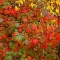 Viburnum x carlcephalum automne